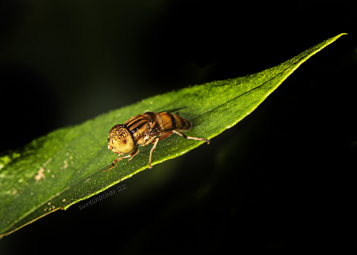 Eristalinus-megacephalus Found in Bangalore  Eristalinus megacephalus,Fly,Geotagged,India,Summer