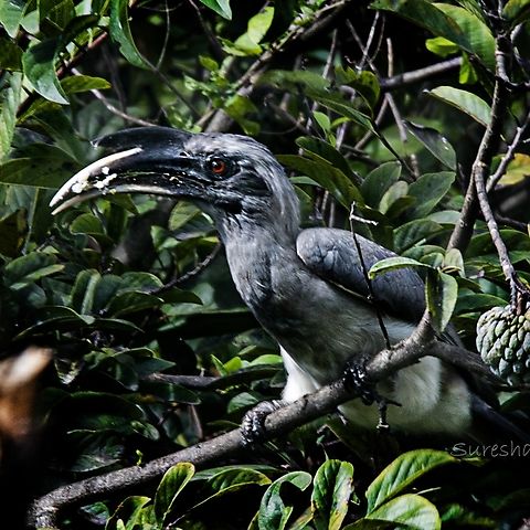 Indian grey hornbill Found in Bangalore  Birds Wildlife,Geotagged,India,Indian Grey Hornbill,Ocyceros birostris,wildlife