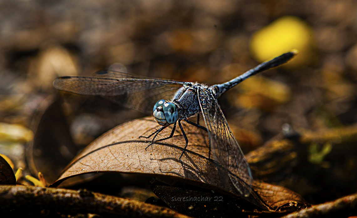 Blue Dragonfly Found in Bangalore  Dragonfly,Geotagged,India,Summer