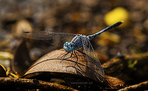 Blue Dragonfly Found in Bangalore  Dragonfly,Geotagged,India,Summer