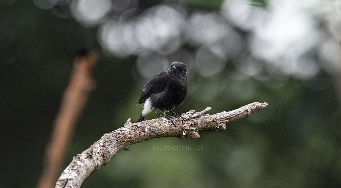 Pied bush chat Found in Bangalore  Geotagged,India,Pied bush chat,Saxicola caprata,Summer