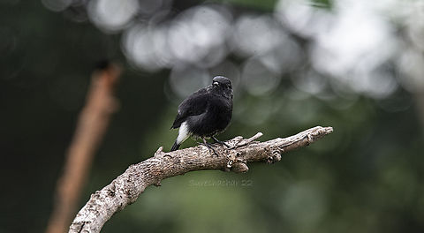 Pied bush chat Found in Bangalore  Geotagged,India,Pied bush chat,Saxicola caprata,Summer