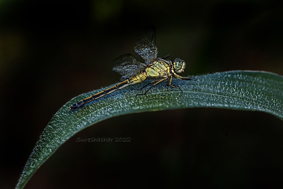 Dragon fly Found in Bangalore  Fall,Geotagged,India,dragon,dragon fly on a plant,insect