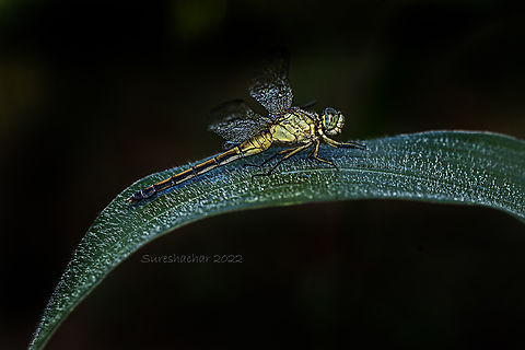 Dragon fly Found in Bangalore  Fall,Geotagged,India,dragon,dragon fly on a plant,insect