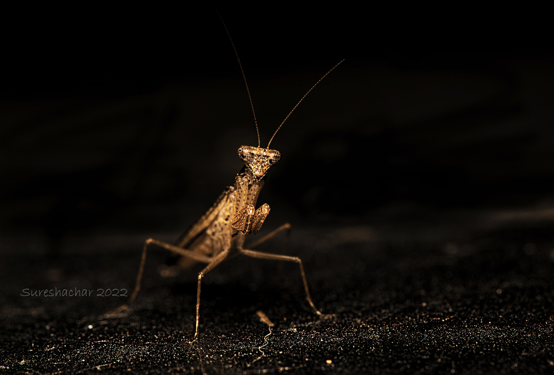 Mantis Found in Agra, Bangalore. Fall,Geotagged,India,Insects,Macro,Mantis