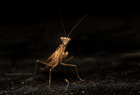 Mantis Found in Agra, Bangalore. Fall,Geotagged,India,Insects,Macro,Mantis