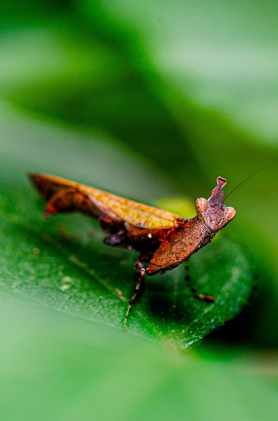 Mantis Found in Bangalore university Geotagged,India,Insects,Macro,Mantis,Summer