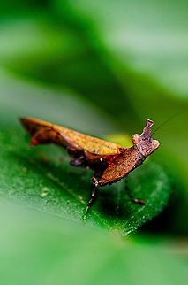Mantis Found in Bangalore university Geotagged,India,Insects,Macro,Mantis,Summer