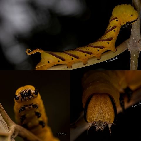 Caterpillar Found in Bangalore University  Acherontia lachesis,Geotagged,Greater Death's Head Hawkmoth,India,insects,macro photography