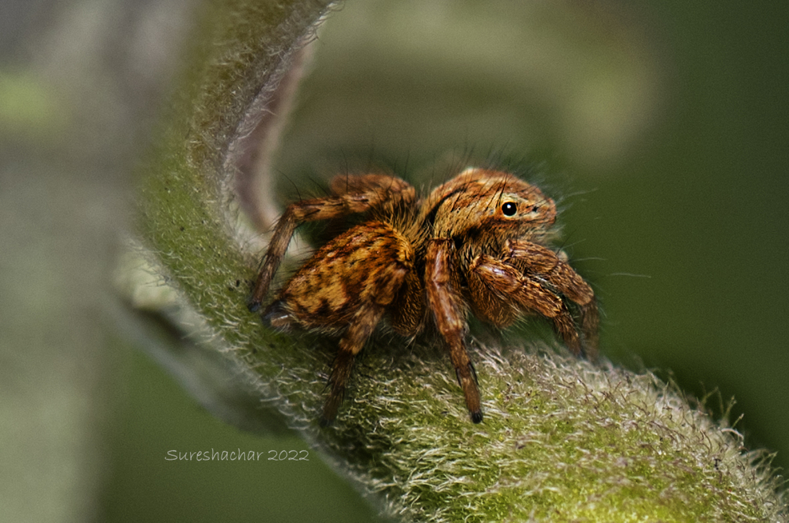 Jumping spider Found in Bangalore south. Geotagged,India,Insects,Macro,Spider,Summer