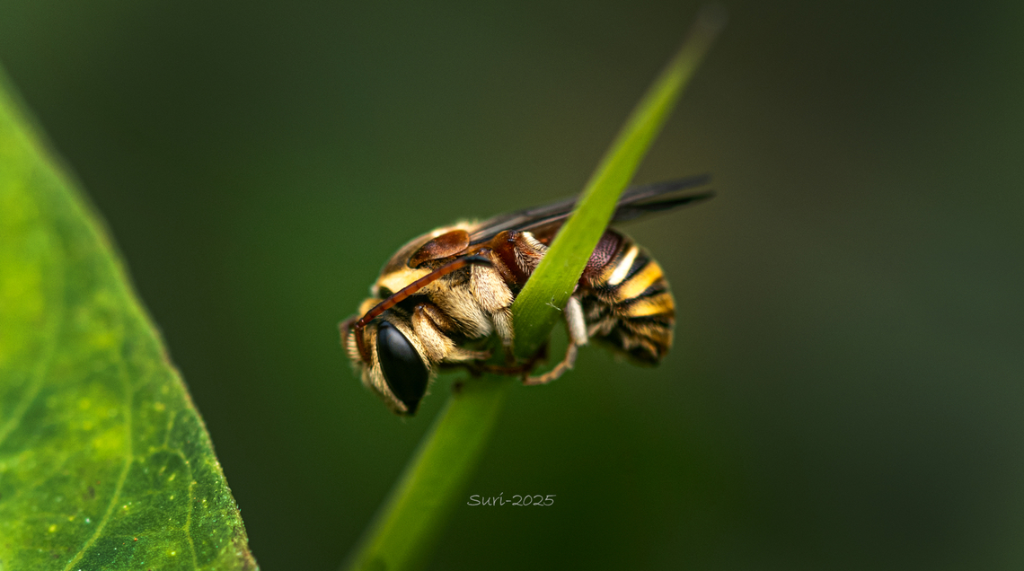 Bee &ldquo;Just like a honeybee, it was peacefully sleeping on a grass stem, balancing itself so elegantly. It looked like a baby in deep sleep &mdash; a gift from nature, undisturbed by wind, breeze, or rain. The bee&rsquo;s body displayed beautiful textures in shades of brown and yellow ochre, resembling dark golden hues along its back. The scene was serene, with the bee resting on a green stem under a mix of sun and clouds. Captured using a Nikon Z7 with a Nikon 105mm lens.&rdquo; bee