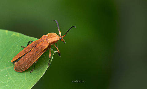 Red beetle Found in Agar-Bangalore-Karnataka-India, it was raining while capturing, it was very interesting on this red beetle. Beetles,Lycostomus placidus,red beetles