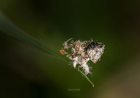 Junk bug Have you ever met a junk bug? This tiny creature, only a few millimeters long, carries bits of debris on its back — including white cotton-like threads. At first glance, it looks adorable, until you realize what it’s actually carrying: the remains of its prey, worn like trophies or armor. It’s nature’s own little collector, part scavenger and part camouflage expert. When I first saw it, I thought it was just a bit of fluff or plant debris stuck to a leaf. But as I looked closer, I noticed tiny legs and eyes — and realized it was alive. Bugs,Geotagged,India,Junkus effusus