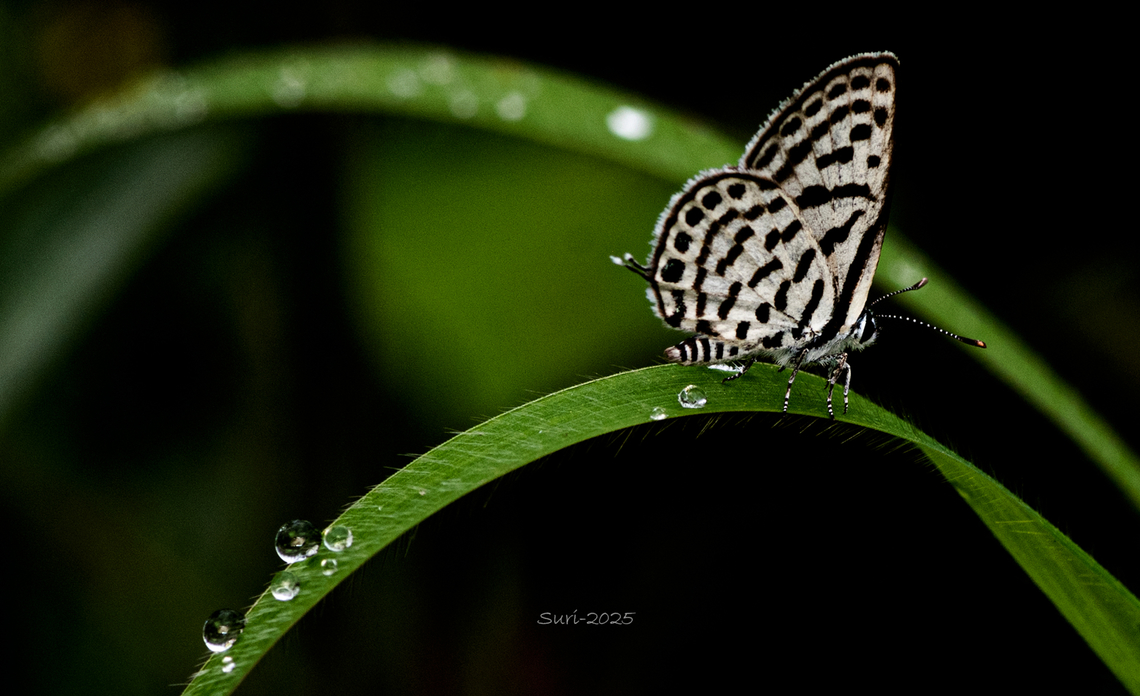 Castalius rosimon I photographed this beautiful butterfly near Agar, Bangalore, India,Its striking white wings with black zebra-like stripes immediately caught my attention. Butterfly,Butterflyfish,Castalius rosimon,Common Pierrot,Eamw butterflies,Geotagged,India,Monarch Butterfly