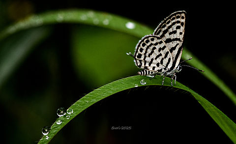 Castalius rosimon I photographed this beautiful butterfly near Agar, Bangalore, India,Its striking white wings with black zebra-like stripes immediately caught my attention. Butterfly,Butterflyfish,Castalius rosimon,Common Pierrot,Eamw butterflies,Geotagged,India,Monarch Butterfly