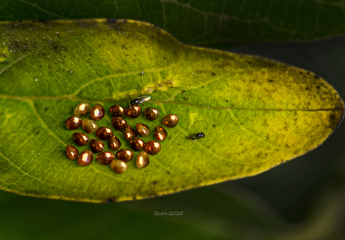 Golden egg &ldquo;These golden eggs were laid by a true insect known as the Leaf-Footed Bug. When I first discovered them, I was amazed &mdash; their golden shine looked like tiny diamonds scattered on the leaf. The beauty of these eggs was truly surprising. After some research, I learned that they were indeed bug eggs. For any photographer or artist, such eggs are like little natural gems waiting to be captured and admired.&rdquo; Bugs,Eggs,Geotagged,India,Ladybug,moth eggs,stink bug