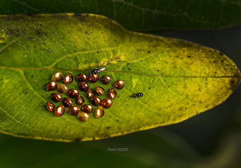 Golden egg “These golden eggs were laid by a true insect known as the Leaf-Footed Bug. When I first discovered them, I was amazed — their golden shine looked like tiny diamonds scattered on the leaf. The beauty of these eggs was truly surprising. After some research, I learned that they were indeed bug eggs. For any photographer or artist, such eggs are like little natural gems waiting to be captured and admired.” Bugs,Eggs,Geotagged,India,Ladybug,moth eggs,stink bug