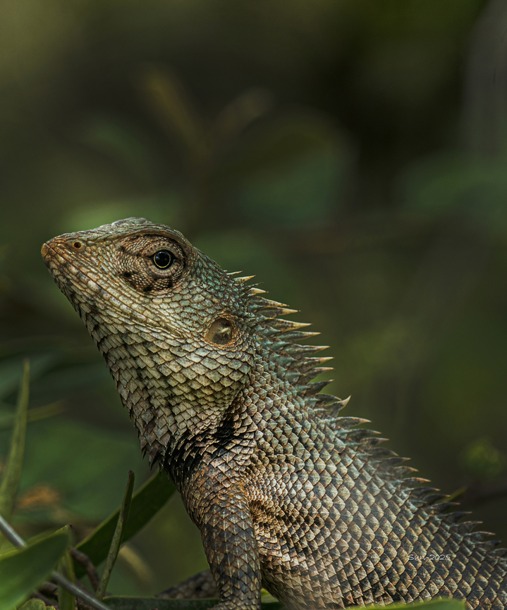 Oriental Garden Lizard – The Hero Oriental Garden Lizard – The Hero<br />
I like to call him a hero — friendly and surprisingly cooperative. I photographed this Oriental Garden Lizard basking in the soft morning sunlight. He seemed almost eager to pose for the camera, moving gracefully and showing off his unique character. What fascinates me most is his ability to rotate his eyes nearly 360 degrees, constantly scanning his surroundings. His body is covered in beautifully patterned scales that shimmer in the light, and he can even change his colors to blend with his mood or environment. Calotes versicolor,Crested Lizard,Eastern Garden Lizard,Geotagged,Green,India,Oriental Garden,Oriental Garden Lizard
