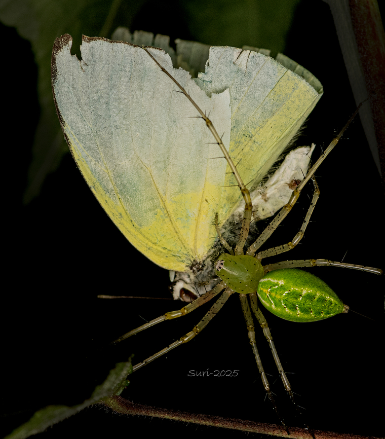 Indian Green Lynx Spider, Morning Hunt This morning, I witnessed a lynx spider enjoying its breakfast&mdash;a Lyside Sulphur butterfly. I arrived just after the attack, and it was fascinating to watch nature&rsquo;s drama unfold. The lynx spider itself was striking, with 10 legs and a body divided into two distinct parts. The front section was almost transparent, revealing fine textures, while the back was solid and dark green. Its beautiful eyes stood out, glistening in the morning light. The translucent front, patterned with delicate details, made it an extraordinary subject to observe. Spending time with this remarkable hunter was a memorable start to the day. Geotagged,Green lynx spider,India,Peucetia viridana,Spiders,jumping spiders
