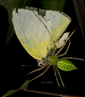 Indian Green Lynx Spider, Morning Hunt This morning, I witnessed a lynx spider enjoying its breakfast&mdash;a Lyside Sulphur butterfly. I arrived just after the attack, and it was fascinating to watch nature&rsquo;s drama unfold. The lynx spider itself was striking, with 10 legs and a body divided into two distinct parts. The front section was almost transparent, revealing fine textures, while the back was solid and dark green. Its beautiful eyes stood out, glistening in the morning light. The translucent front, patterned with delicate details, made it an extraordinary subject to observe. Spending time with this remarkable hunter was a memorable start to the day. Geotagged,Green lynx spider,India,Peucetia viridana,Spiders,jumping spiders