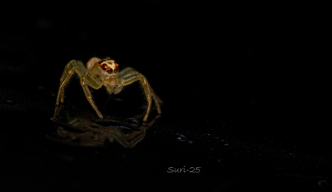 Jumping Spider  Jumping Spider<br />
I found this white jumping spider on the ceiling of my car one drizzly morning. It was very active, especially when the soft light from my diffuser illuminated it. Gradually, the spider adjusted to my presence and my photography, moving all over while showing its beautiful, wide-open eyes.<br />
<br />
Its body was a creamy white with a translucent sheen, and the top of its face had a warm burnt umber tone mixed with Indian brown. The spider had two large forward-facing eyes dominating its face, with two smaller eyes positioned just behind them, and another pair of tiny eyes at the back of its head&mdash;six eyes in total. Its eight legs were slender and elegant, matching the soft creamy white of its body. Crab spider,Geotagged,Huntsman Spider,India,Jumping Spider