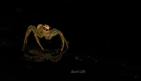 Jumping Spider  Jumping Spider
I found this white jumping spider on the ceiling of my car one drizzly morning. It was very active, especially when the soft light from my diffuser illuminated it. Gradually, the spider adjusted to my presence and my photography, moving all over while showing its beautiful, wide-open eyes.

Its body was a creamy white with a translucent sheen, and the top of its face had a warm burnt umber tone mixed with Indian brown. The spider had two large forward-facing eyes dominating its face, with two smaller eyes positioned just behind them, and another pair of tiny eyes at the back of its head—six eyes in total. Its eight legs were slender and elegant, matching the soft creamy white of its body. Crab spider,Geotagged,Huntsman Spider,India,Jumping Spider