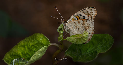 Junonia orithya Junonia orithya – I spotted this butterfly on a beautiful day, its wings glowing in the pleasant weather. The outer wings were a soft light chocolate brown, patterned with fine woven brown lines and a slightly rough texture. Inside, the wings revealed a stunning mix of violet and light blue shades, decorated with brown circles outlined in black. Overall, the Junonia orithya is truly a beautiful butterfly, a perfect blend of subtle earth tones and striking patterns. Blue Argus,Geotagged,India,Junonia orithya
