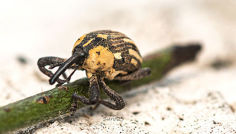 Weevil Found in the garden on tree bark,  Geotagged,India,weevil wasp. weevil