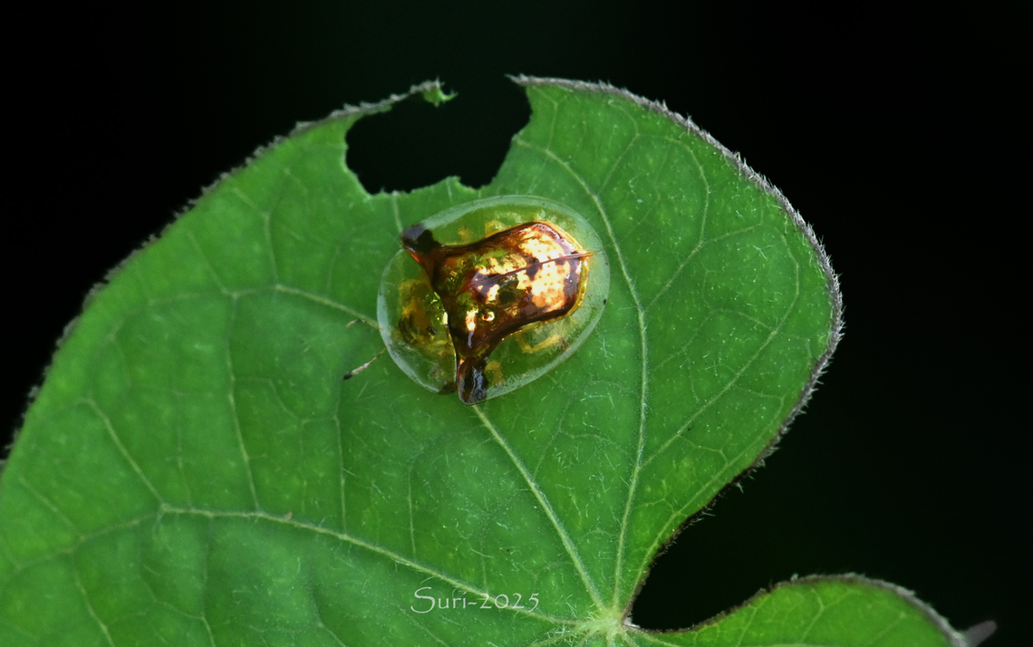 Tortoise Beetle  Geotagged,India,Small Tortoiseshell
