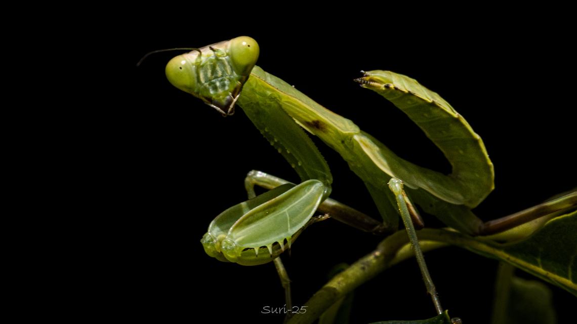 Green Mantis &ldquo;I often come across the green mantis, and each time I&rsquo;m fascinated by its unique character, movements, and actions. Truly one of my favorites.&rdquo; Australian Green Mantis,Geotagged,India,Orthodera ministralis