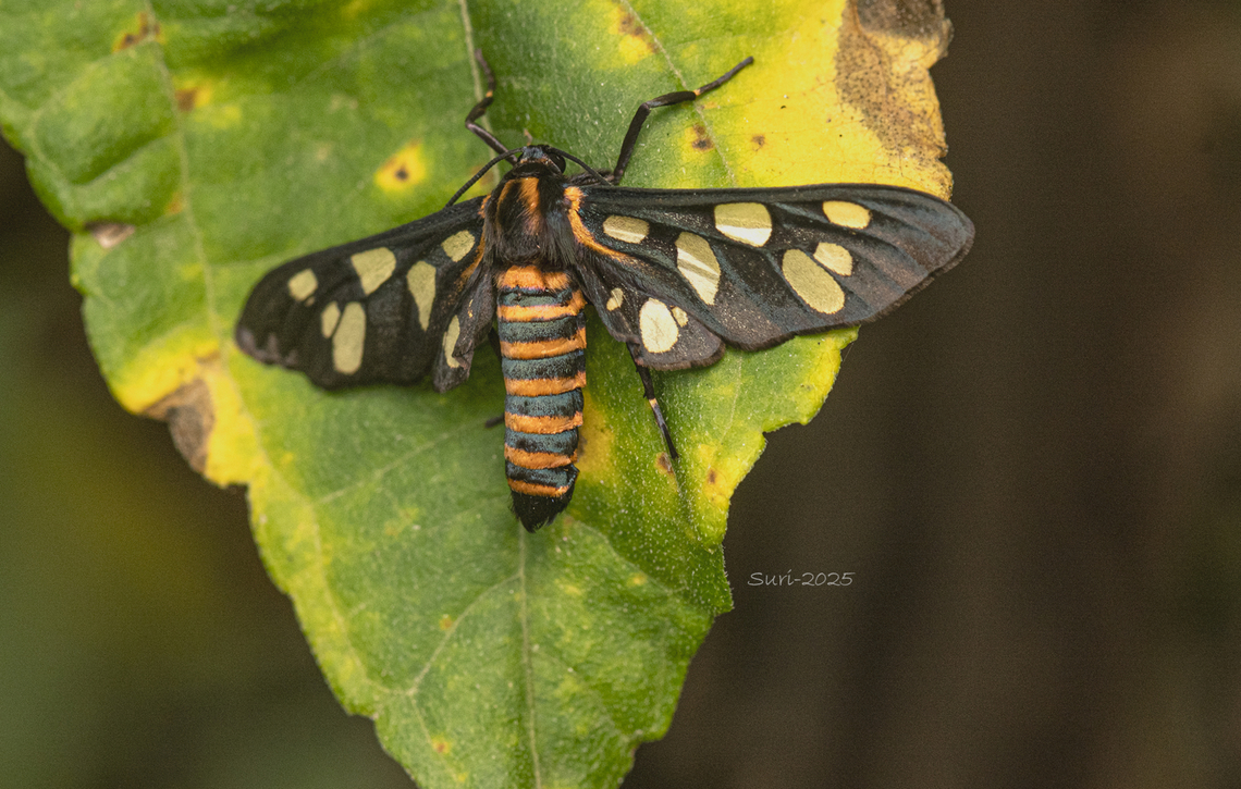 Amata passalis  Amata passalis,Moth