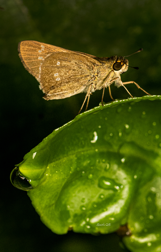 Skipper butterfly Found near my surrounding, it was raining day, butterfly was in resting in hidden in dark, Geotagged,India,Narrow-Banded Velvet Bob Skipper Butterfly