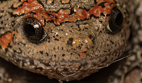 indian painted frog  Green Frog,Indian painted frog