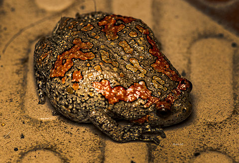 Indian painted frog  Geotagged,India,Indian painted frog,Uperodon taprobanicus