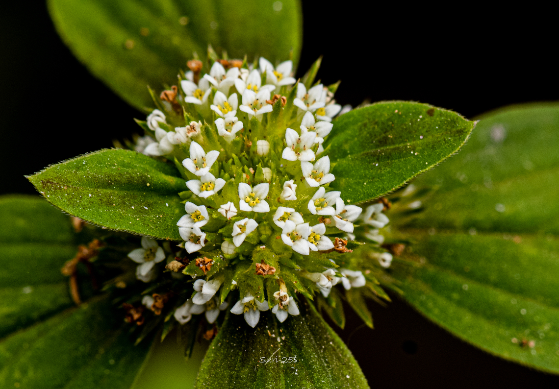 ID Please I found these very small flowers. Geotagged,India,flowering plant
