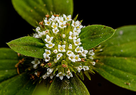 ID Please I found these very small flowers. Geotagged,India,flowering plant