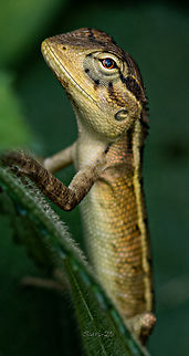 Garden Lizard  Calotes versicolor,Garden lizard,Geotagged,India,Oriental Garden Lizard