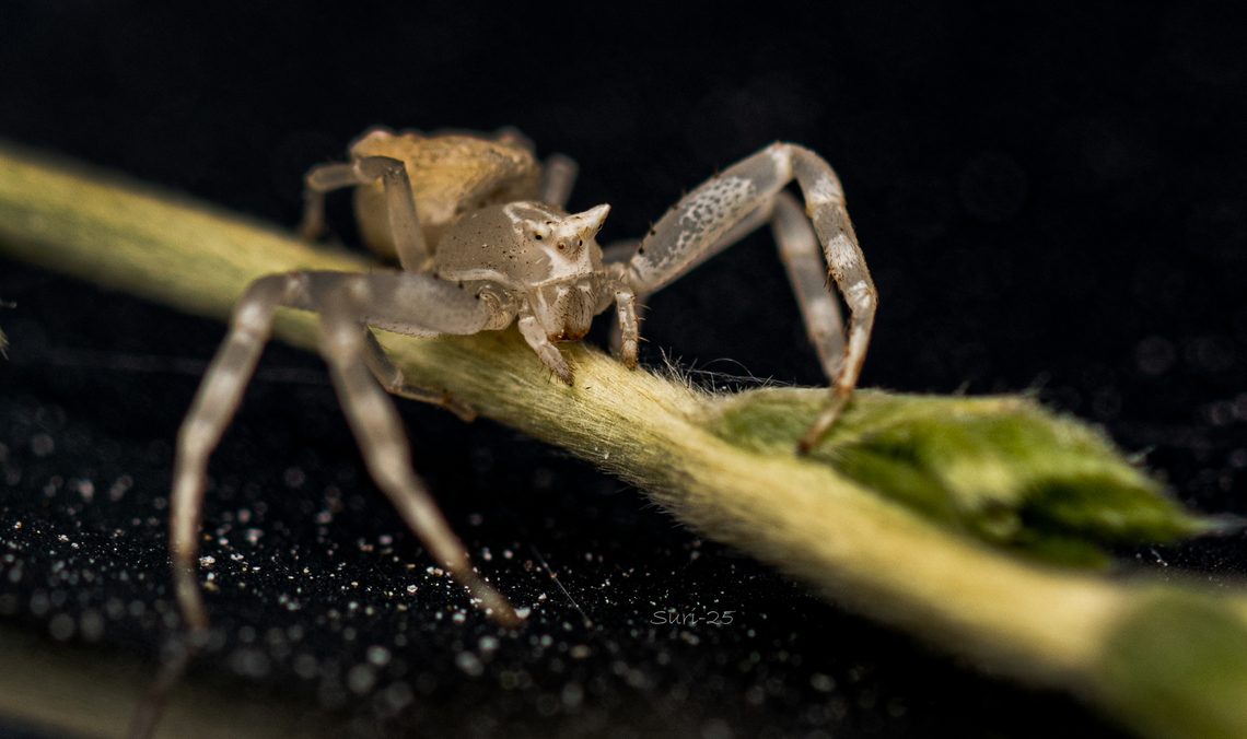Crab spider  Geotagged,India,Jumping Spider,beetles,crab spider,insects,spider