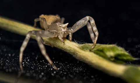 Crab spider  Geotagged,India,Jumping Spider,beetles,crab spider,insects,spider