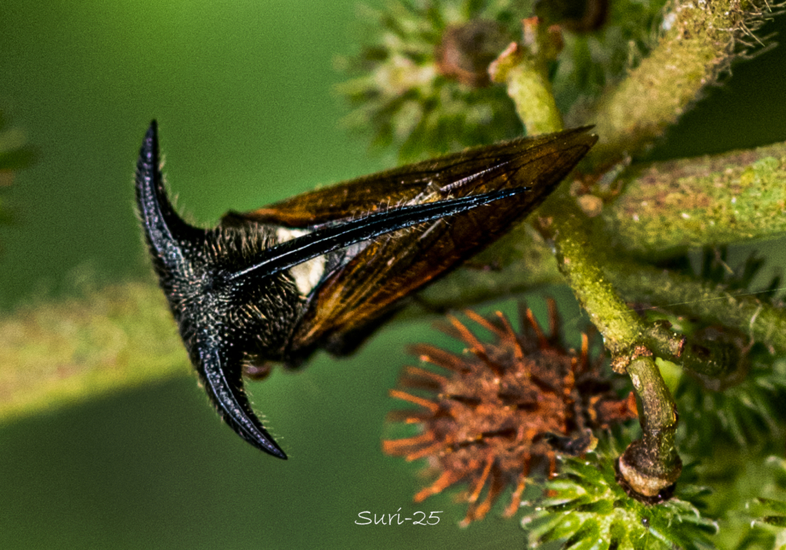 Treehopper  Geotagged,India,Treehopper