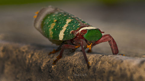 Planthopper - Eurybrachys tomentosus  Eurybrachys tomentosus,Geotagged,India,planthopper