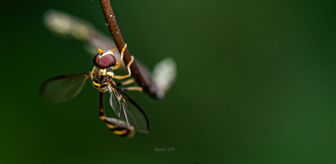 Potter wasp  Geotagged,India,Potter wasp,Wasp