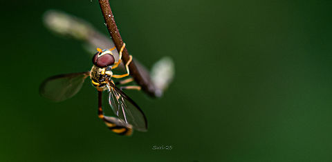 Potter wasp  Geotagged,India,Potter wasp,Wasp