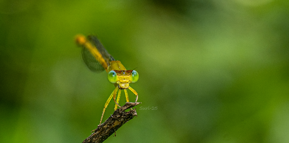 Damselfly  Butterfly,Damselflies,Dragonfly,Geotagged,India,Insects