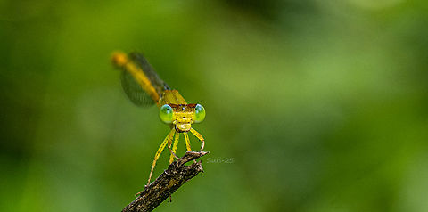 Damselfly  Butterfly,Damselflies,Dragonfly,Geotagged,India,Insects