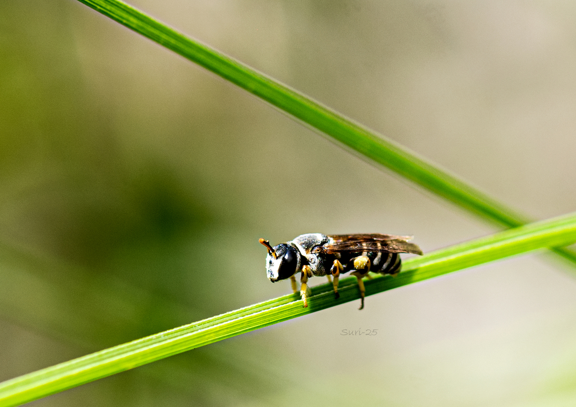 Sweet bee  Geotagged,India,Western honey bee,bee,beetle