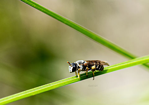 Sweet bee  Geotagged,India,Western honey bee,bee,beetle