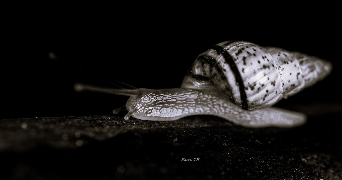 Snail I found this little snail in my garden just after the rain had stopped. It was slowly making its way through the tunnel of leaves, carrying its heavy shell while finding its own path. The shell was a mix of yellow ochre with darker brown shades along the edges, while the snail&rsquo;s body appeared slightly transparent, adding to its delicate beauty. Geotagged,India,Insects,Snail