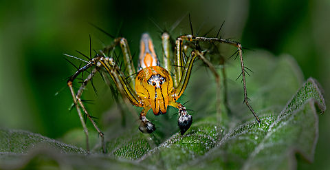 Orange Lynix spider Orange Lynx Spider
The Orange Lynx Spider is one of my favorite subjects in macro photography. It has striking eyes that always seem to pop out with great expression. This spider is easily recognizable by its long, slender legs and vibrant orange-yellow body. It is usually found resting on bushes or hiding beneath leaves, blending beautifully with its surroundings.
Gear used: Nikon Z7 with 105mm lens and diffuser. Geotagged,India,Spider,Yellow Lynx Spider