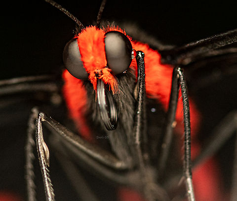 Swallowtail butterfly The Red-bodied Swallowtail butterfly is one of the most beautiful subjects I&rsquo;ve captured. Its vibrant red body stands out strikingly against the natural background. I spotted it early in the morning, resting peacefully in the cold weather. Its delicate form and striking black eyes made the moment truly enchanting. Geotagged,India,Orchard Swallowtail Butterfly